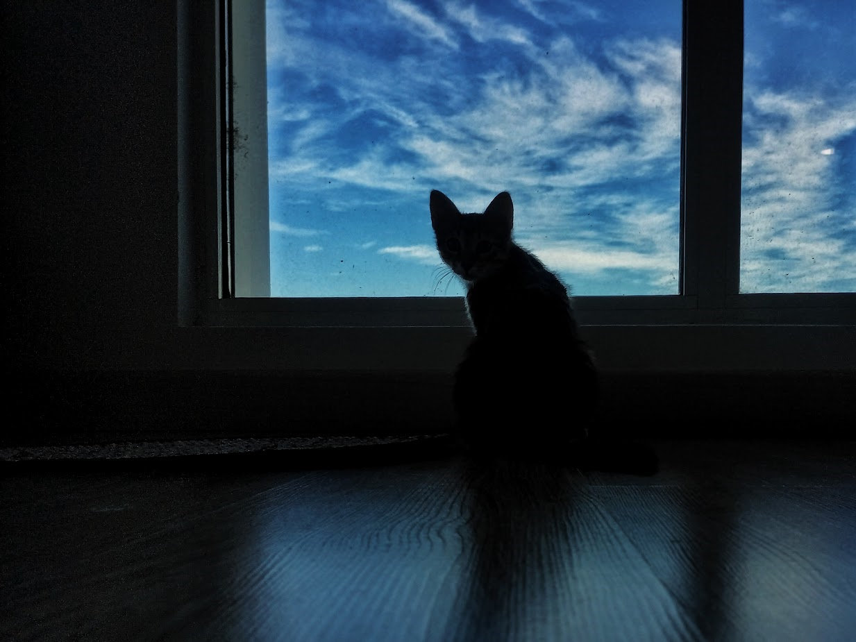 Shilouette of a cat indoors