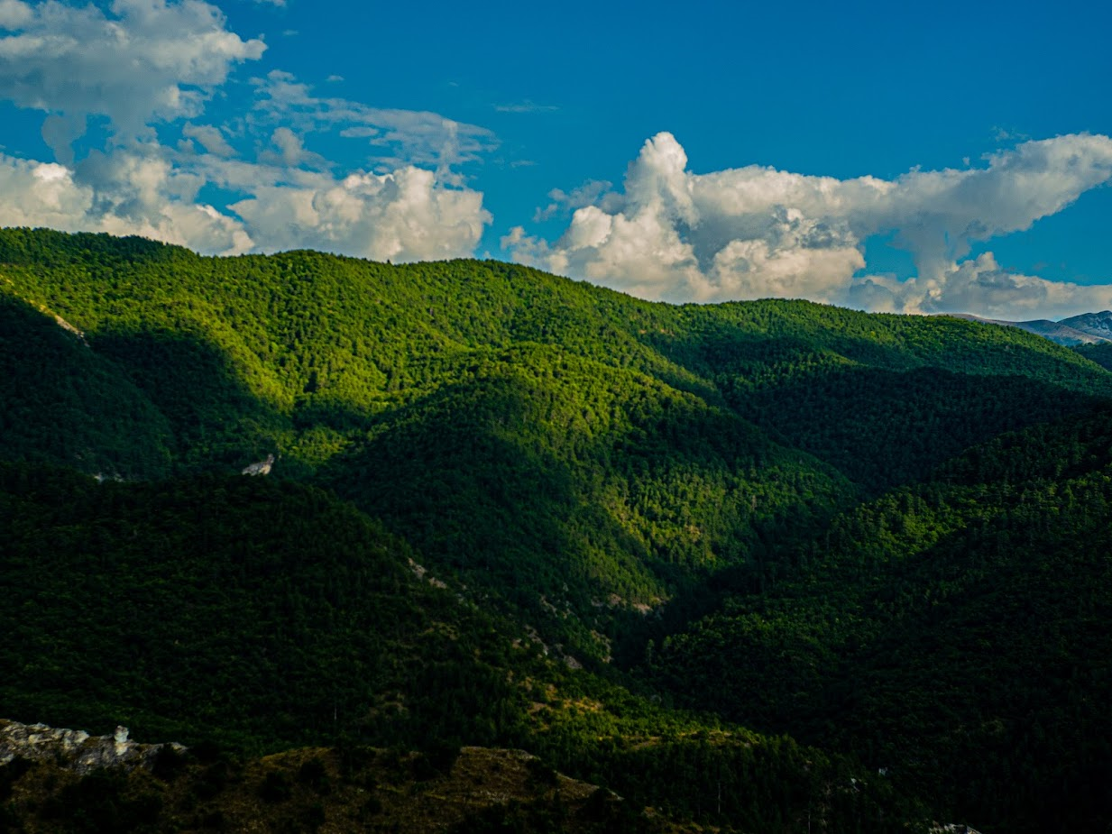 Photo of a forest