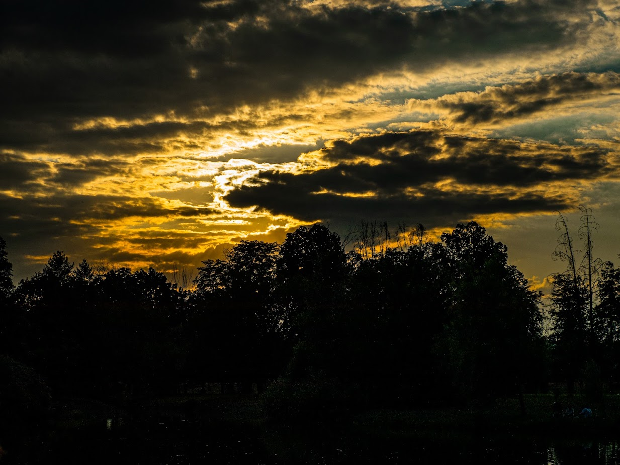 Shilouette of tress at dusk