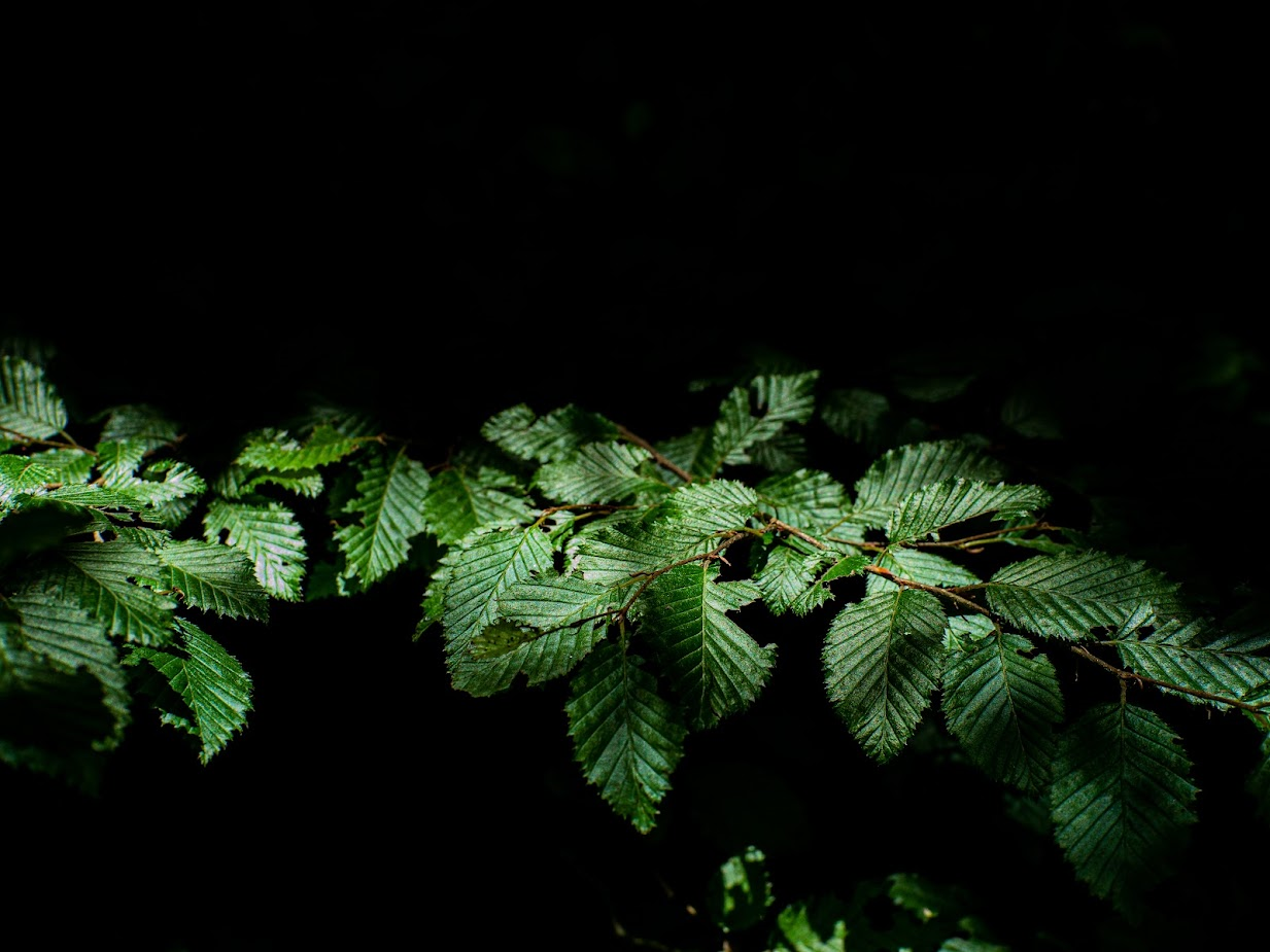 Photo of green leaves on a black background