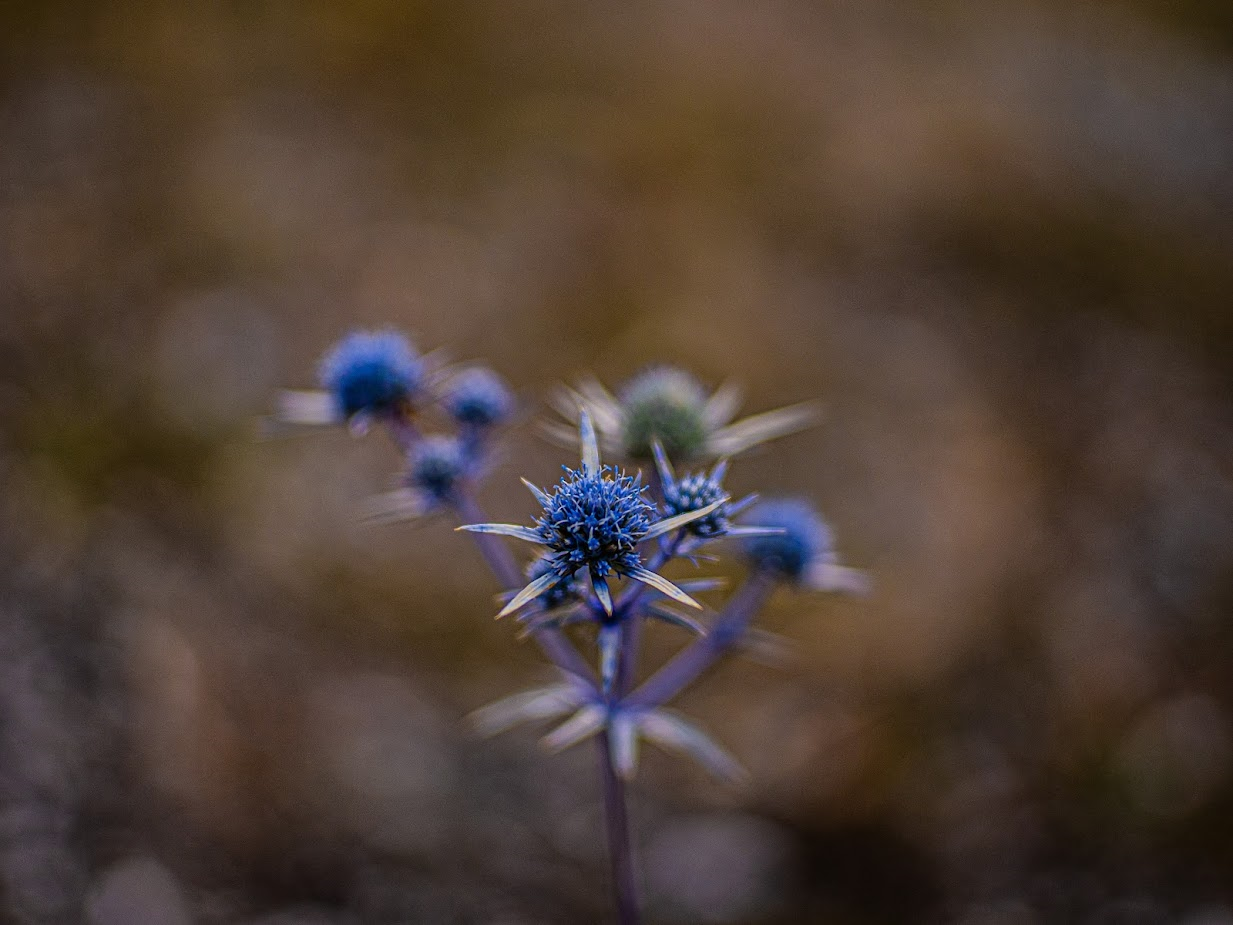 Photo of a purple wild flower
