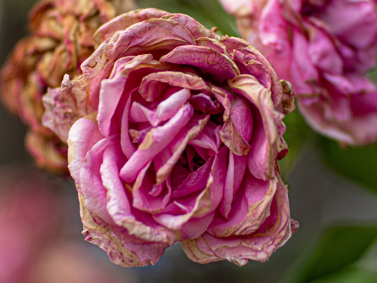 Photo of a pink rose in decay