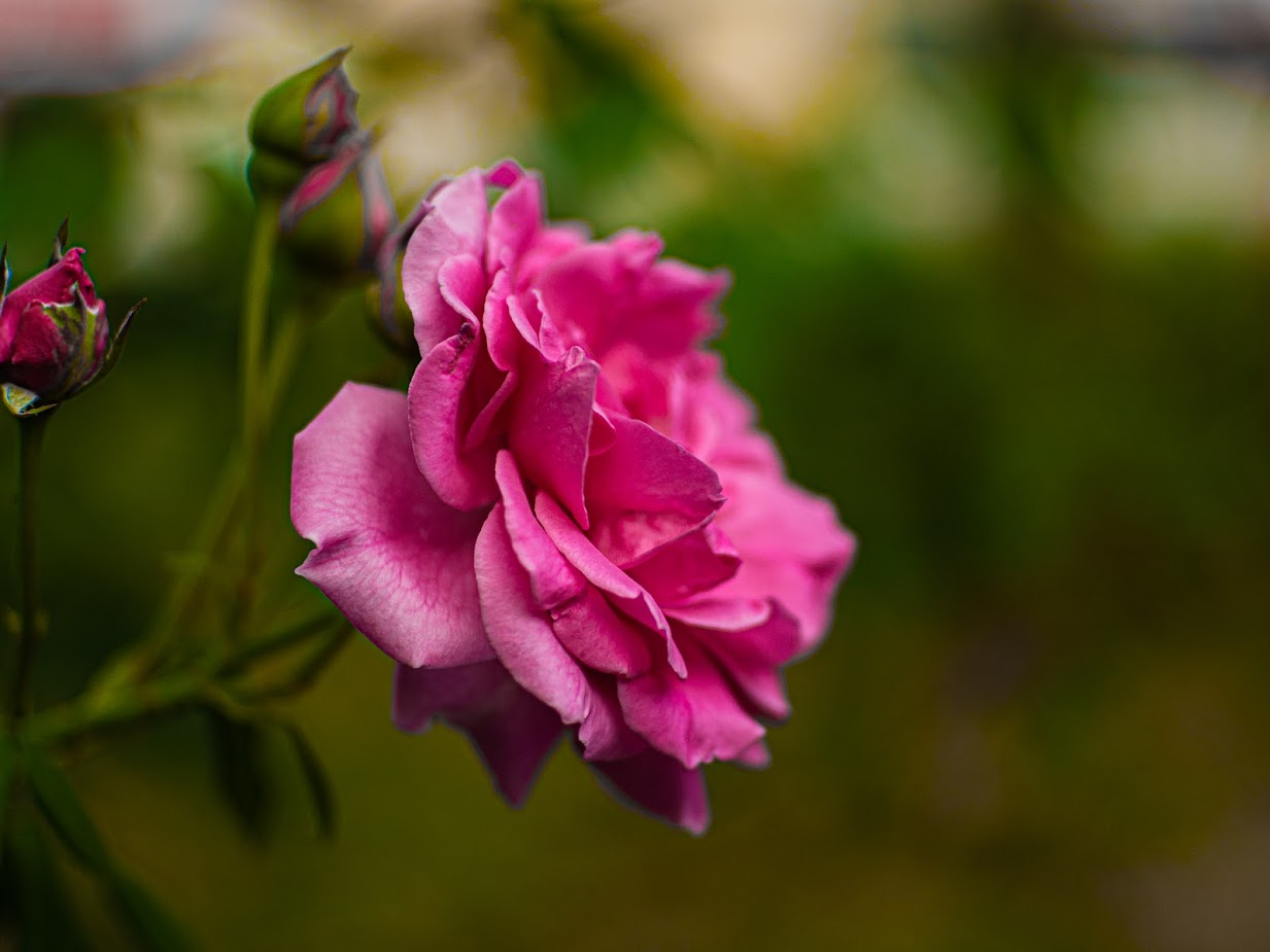 Photo of a rose taken from the side