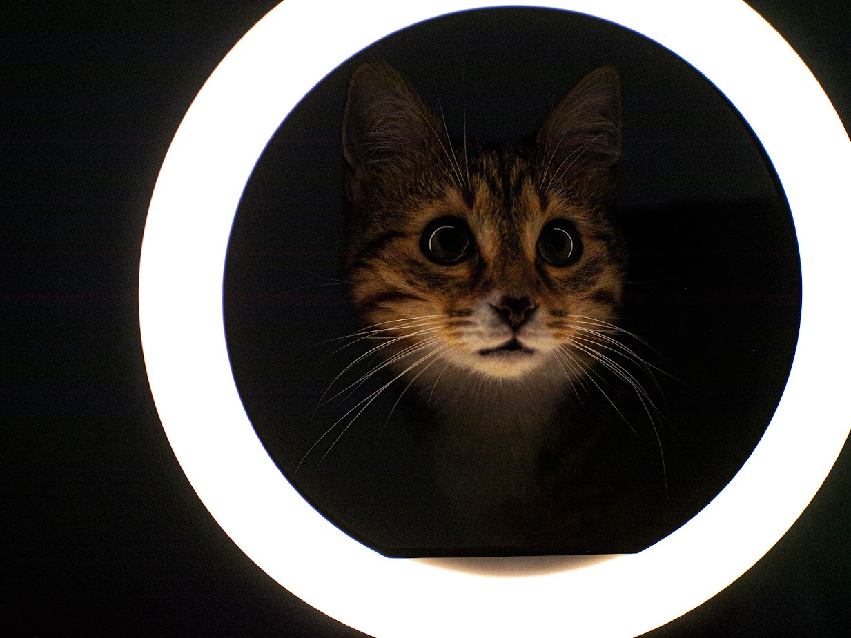 Portrait of a cat on a black background